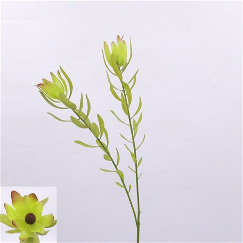 Green Leucadendron 88cm