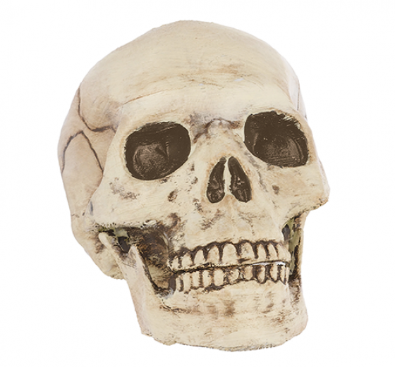 Jointed Mouth Plastic Skull Head