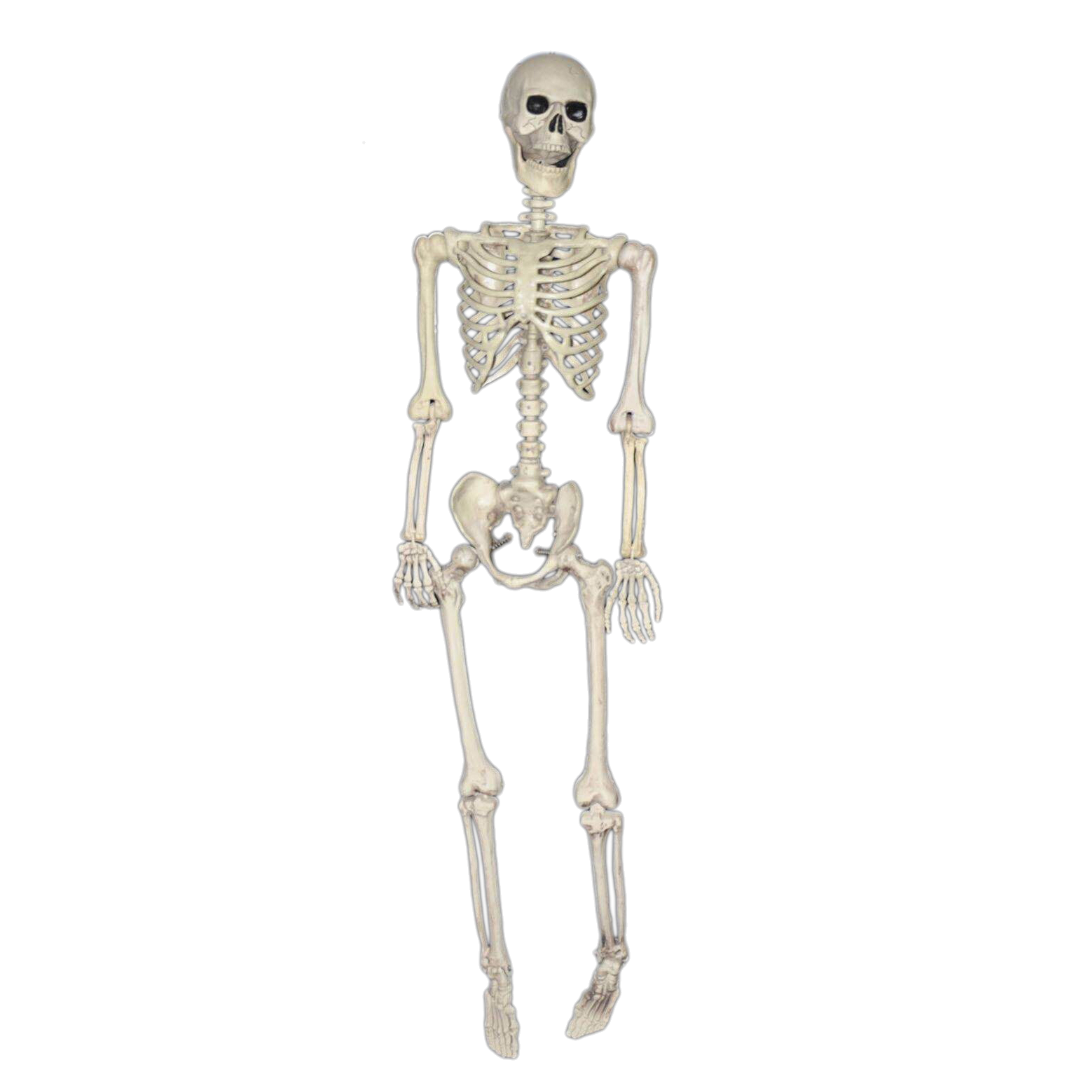 Life Like Skeleton 165cm