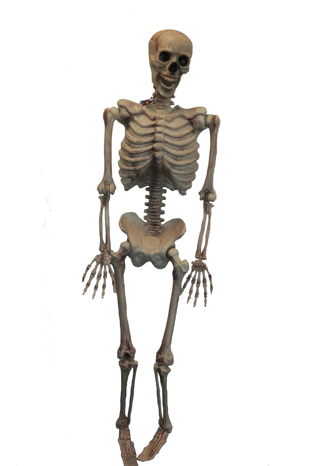 Hanging Poseable Skeleton